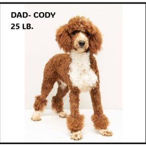 dad